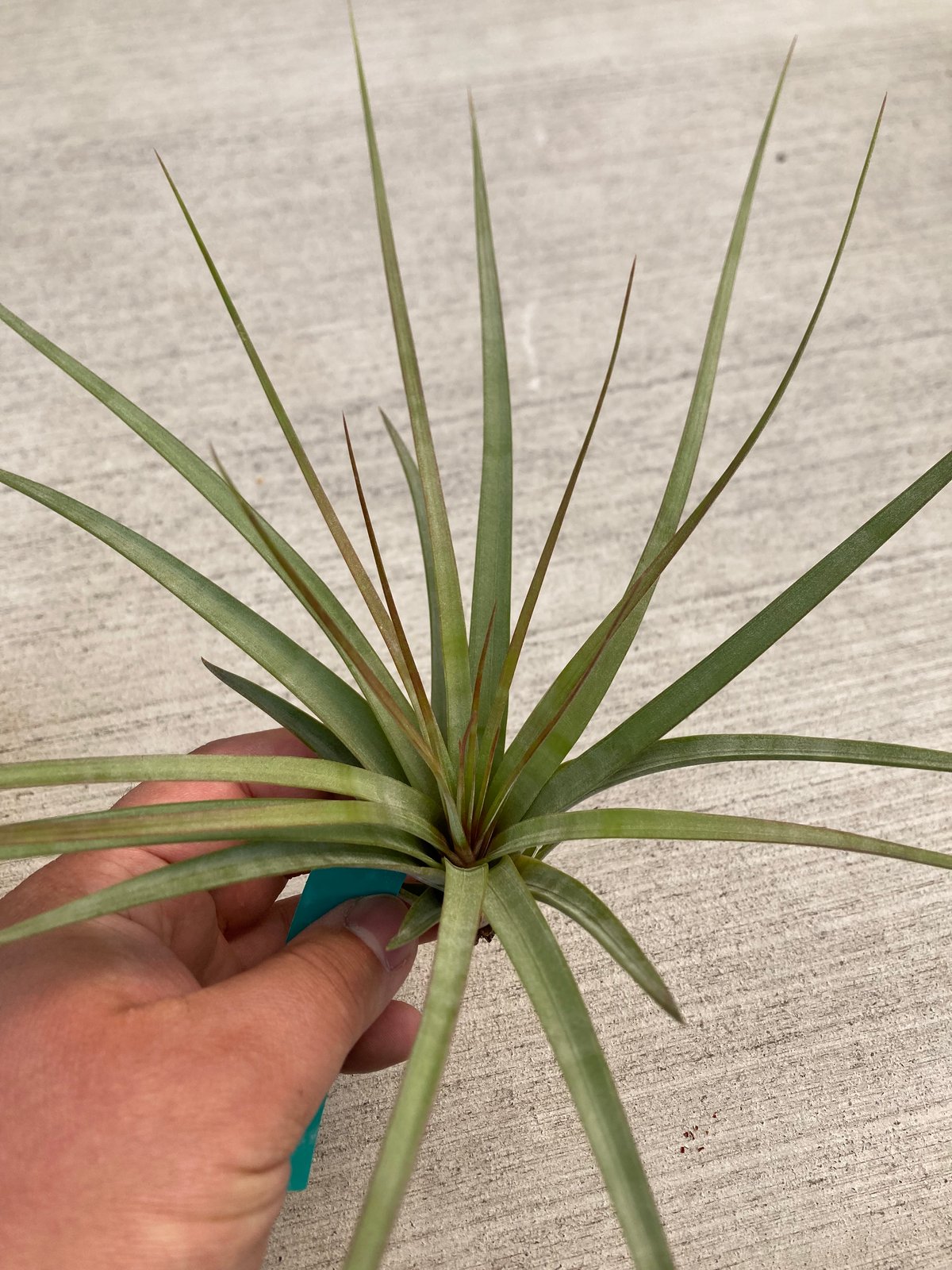 チランジア Awesome Amber 【公式通販】