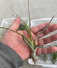 Ꭲ.Patricia Mckeon (bailey×bulbosa Belize）