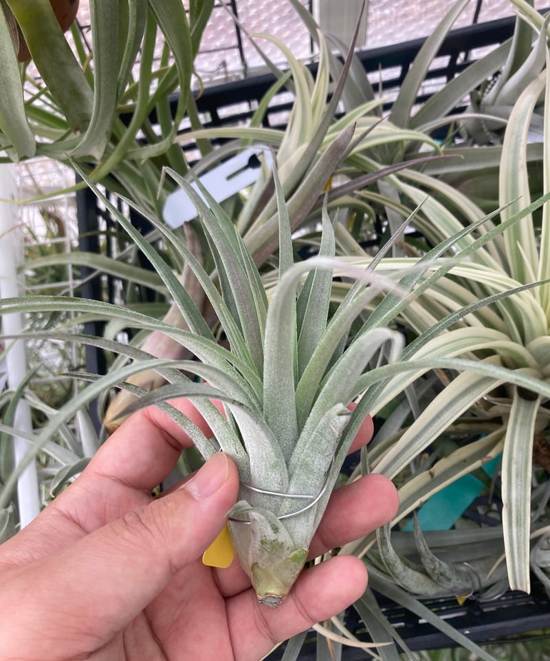 T. ionantha tall velvet 石化 綴化