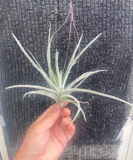 CATEGORY Tillandsia | 【Good Field】エアープランツ専門店