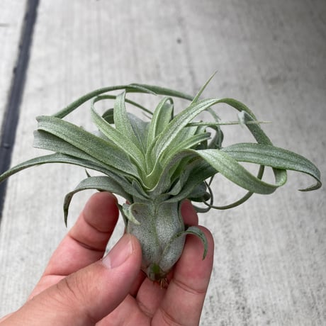 ティランジア | STORES