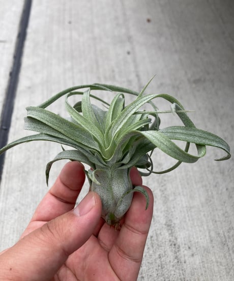CATEGORY Tillandsia | 【Good Field】エアープランツ専門店