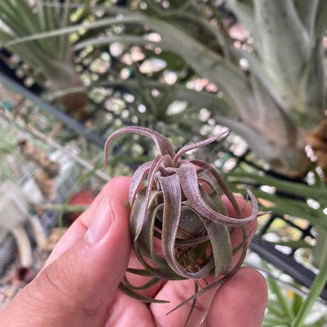 チランジア | STORES