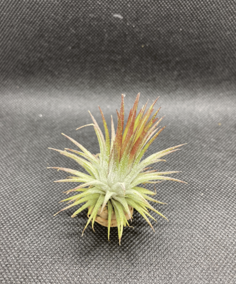 T.ionantha Fuego special | 【Good Field】エアープランツ専門店 T.ionantha Fuego special | 【Good Field】エアープランツ専門店