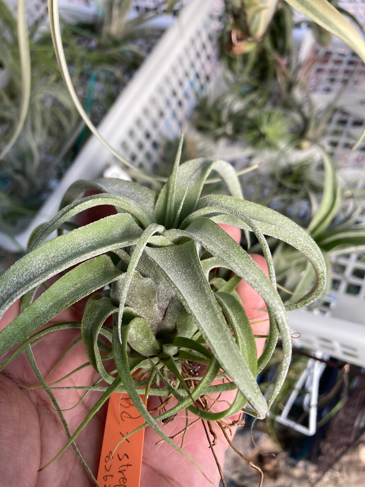 Tillandsia Bea Correale 速達発送 20240503_173859.jpg?v=1714809158