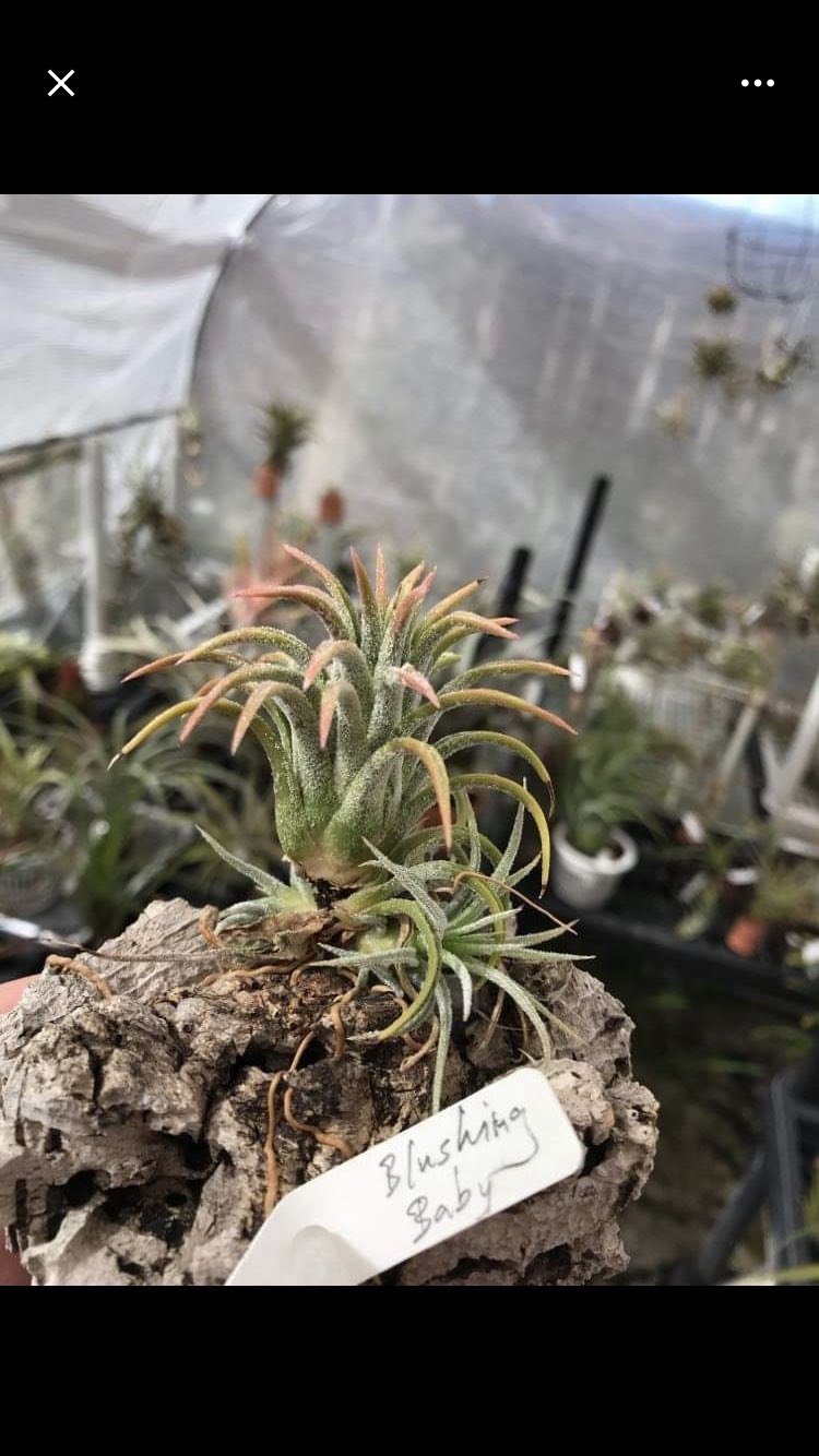 T.ionantha Blushing Baby | 【Good Field】エアープランツ専門店