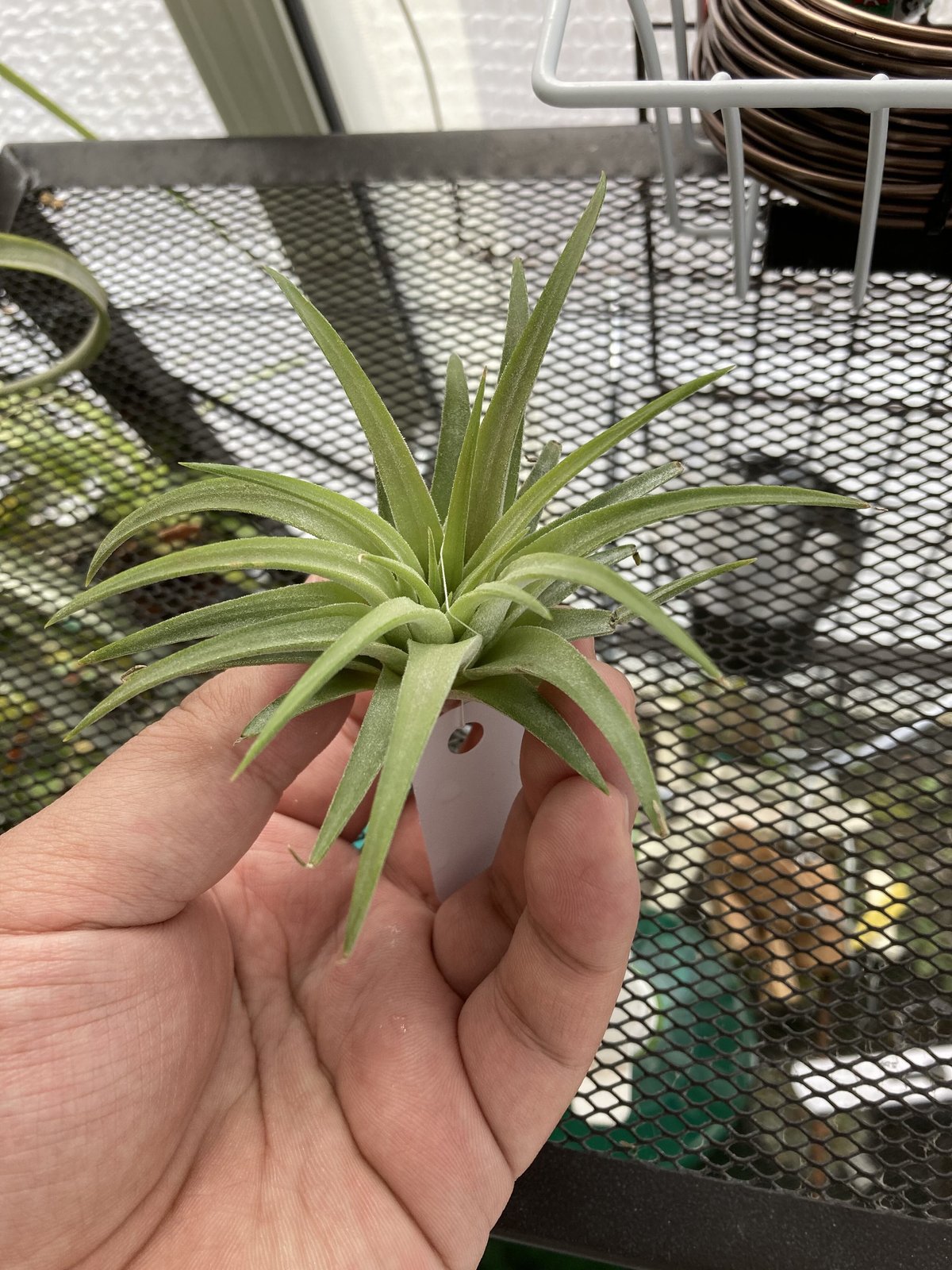 T.ionantha Mad Max | 【Good Field】エアープランツ専門店