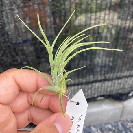 ティランジア | STORES