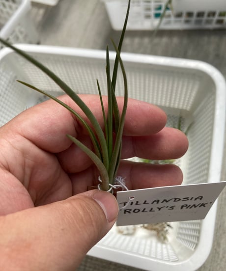 T.Rolly's Pink (albertiana x aeranthos)