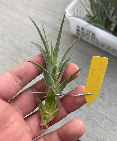 ブロメリア・エアープランツ Tillandsia 'Patricia McKeon from Domingo CATEGORY 交配種 | 【Good Field】エアープランツ専門店