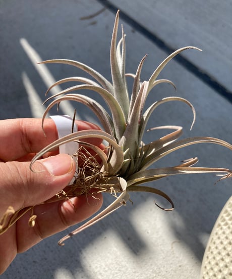 CATEGORY Tillandsia | 【Good Field】エアープランツ専門店