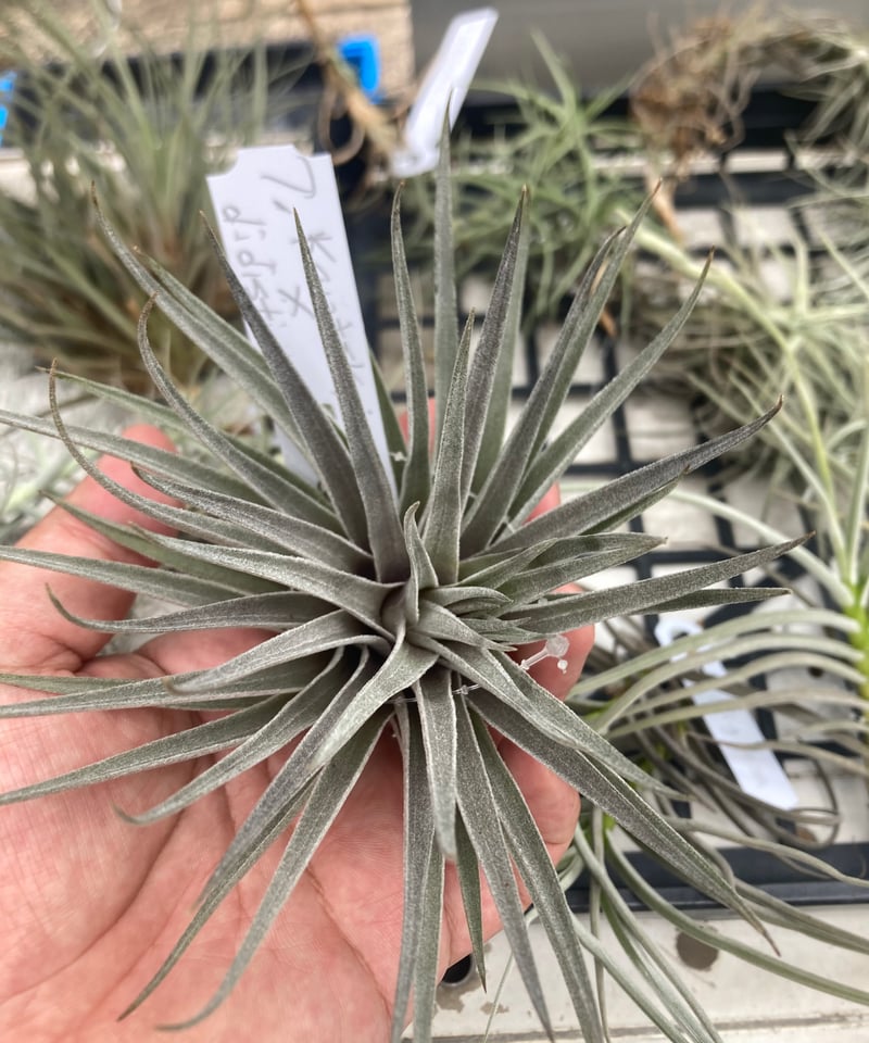 Tillandsia Kautskyi Hybrid Purple 速達発送 Tillandsia kautskyi hybrid (purple silver form) - Bird Rock