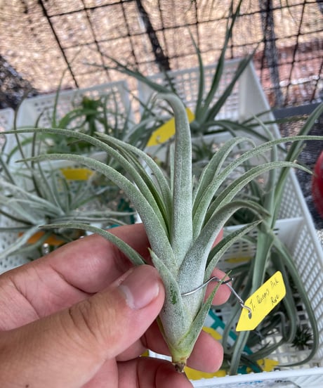 CATEGORY Tillandsia | 【Good Field】エアープランツ専門店