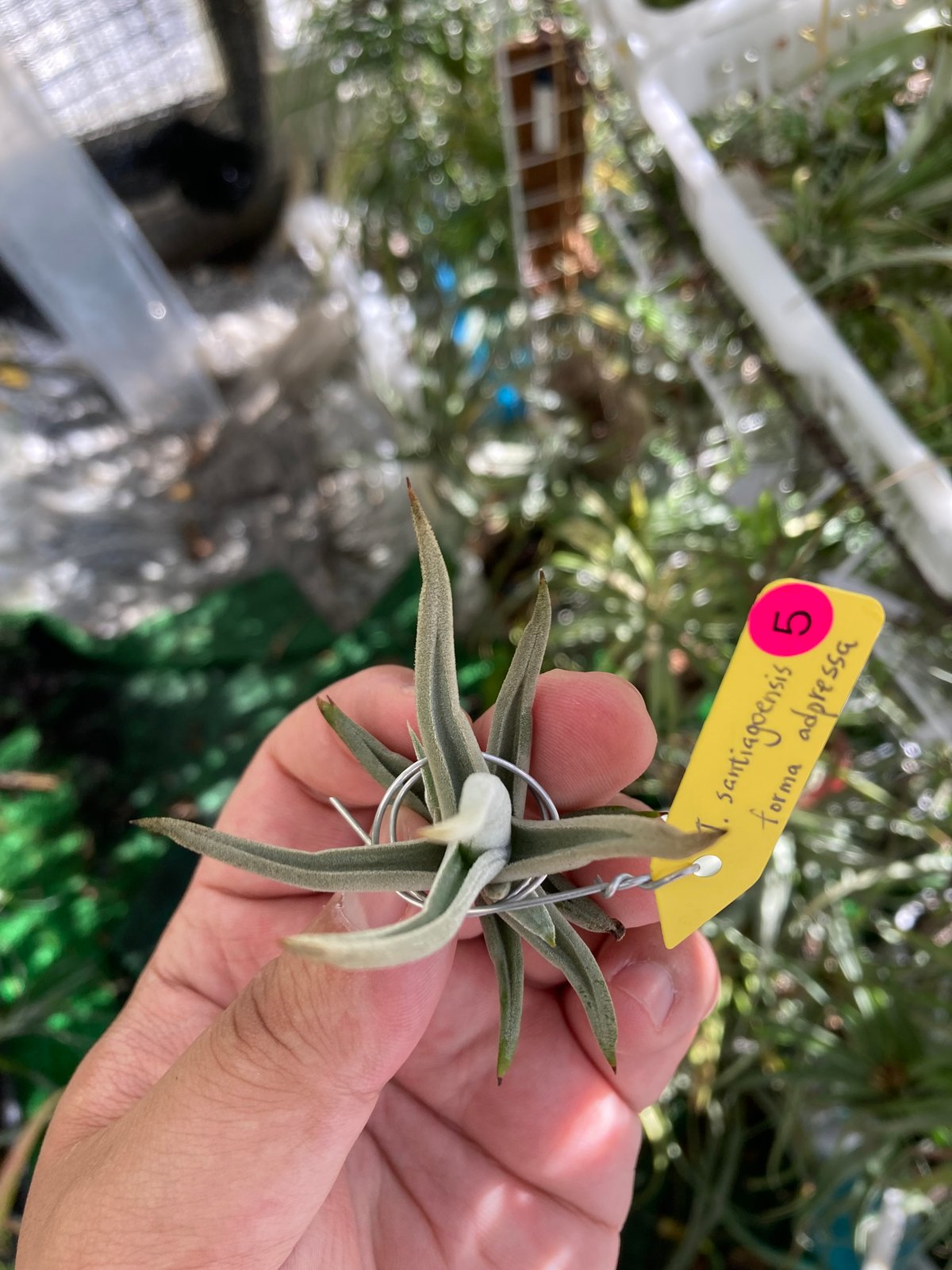 T.santiagoensis f. adpressa | 【Good Field】エアープラ