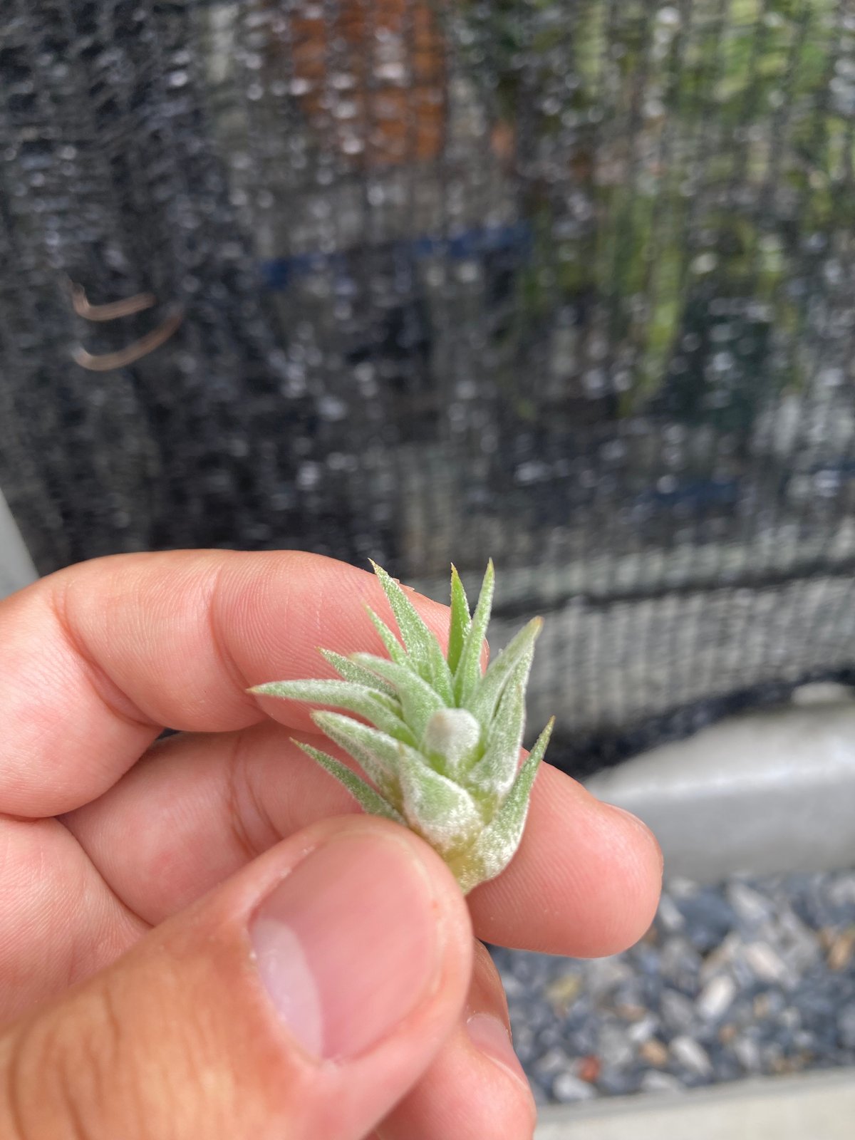 Ꭲ.ionantha var.van-hyningii Minor | 【Good Field