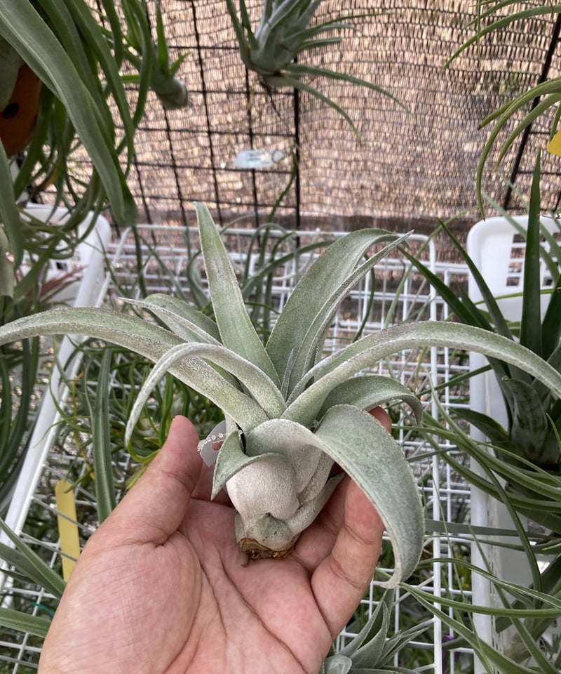 tillandsia Precious Paige (intermedia x seleriana) x