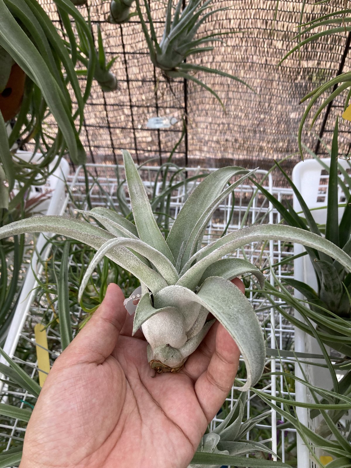 Tillandsia Bea Correale 速達発送 Bea Correale(streptophylla x
