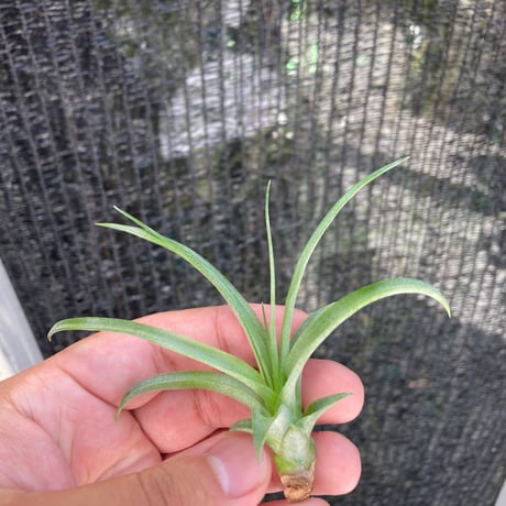 New Tillandsia Handbook ハードカバー New Tillandsia Handbook ハードカバー