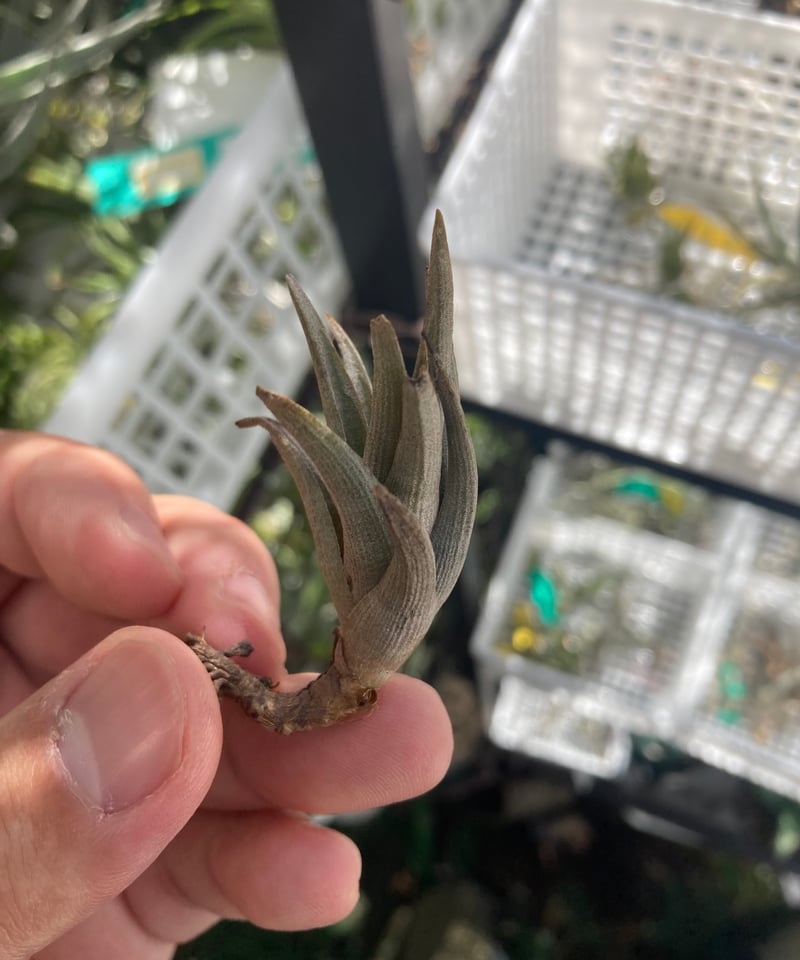 ブロメリア・エアープランツ Tillandsia peiranoi Tillandsia