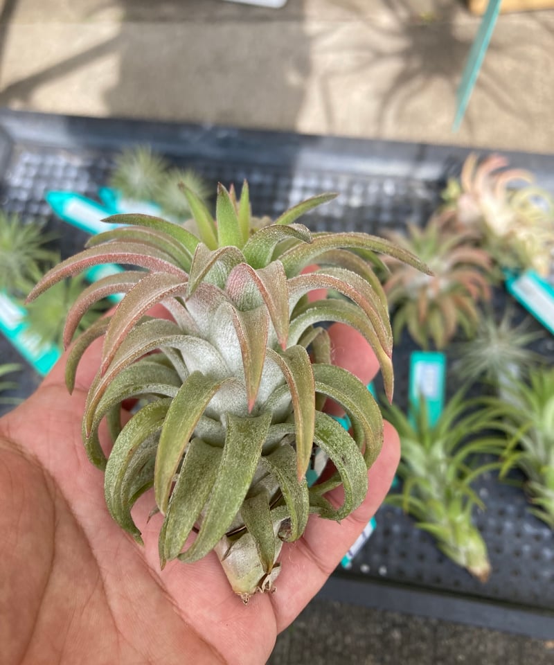 ブロメリア・エアープランツ T.ionantha var. van-hyningii JUMBO 送料無料】ionantha var. vanhyningii 'Jumbo'〔エアプランツ