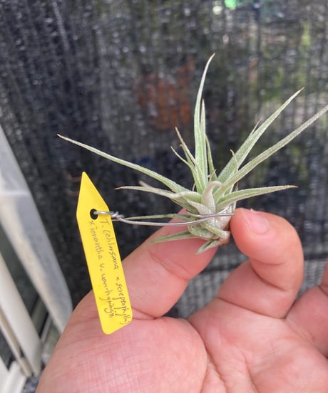 CATEGORY Tillandsia | 【Good Field】エアープランツ専門店