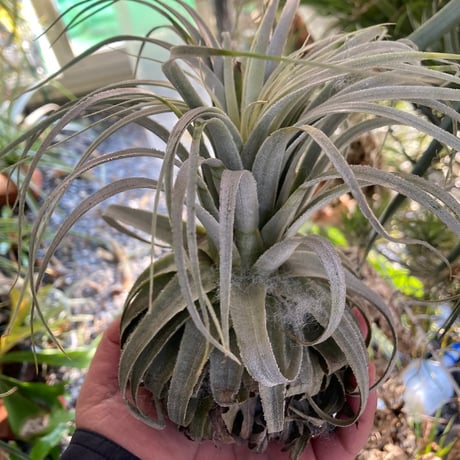 ティランジア | STORES