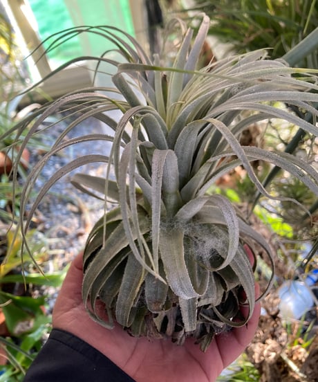 CATEGORY Tillandsia | 【Good Field】エアープランツ専門店