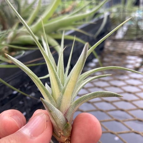 エアプランツ　mic Trawnikowe Klimaty – Sklep