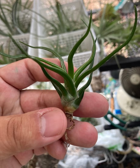ブロメリア・エアープランツ A. Chocolate x N. Blushing Tiger N0592 コレクターズスペシャル(2018/11/23更新) – Air Plant Hub