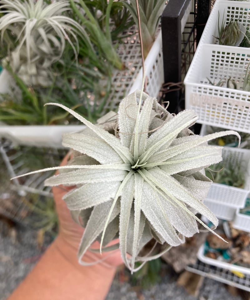 Ꭲ.chapeuensis var.turriformis | 【Good Field】エアー