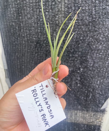 New Tillandsia Handbook ハードカバー New Tillandsia Handbook ハードカバー