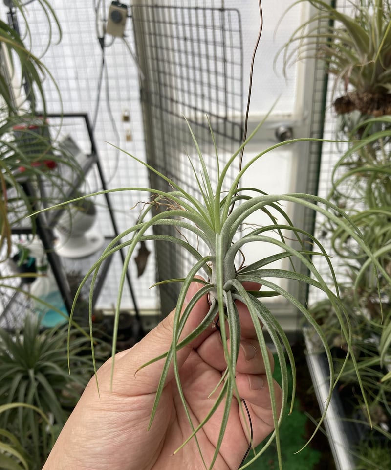 Ꭲ.Pang's Idea ((exserta x fasciculata)× Tall Ve