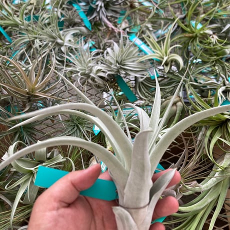 Ꭲ.xerographica x Ꭲ.chiapensis