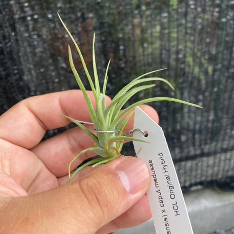 New Tillandsia Handbook ハードカバー New Tillandsia Handbook ハードカバー