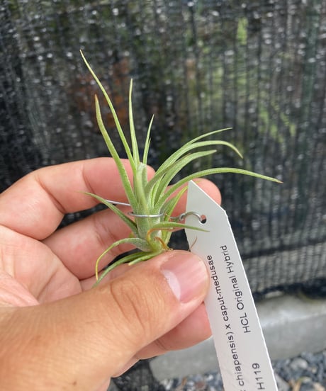 New Tillandsia Handbook ハードカバー New Tillandsia Handbook ハードカバー Amazon | Tillandsia II
