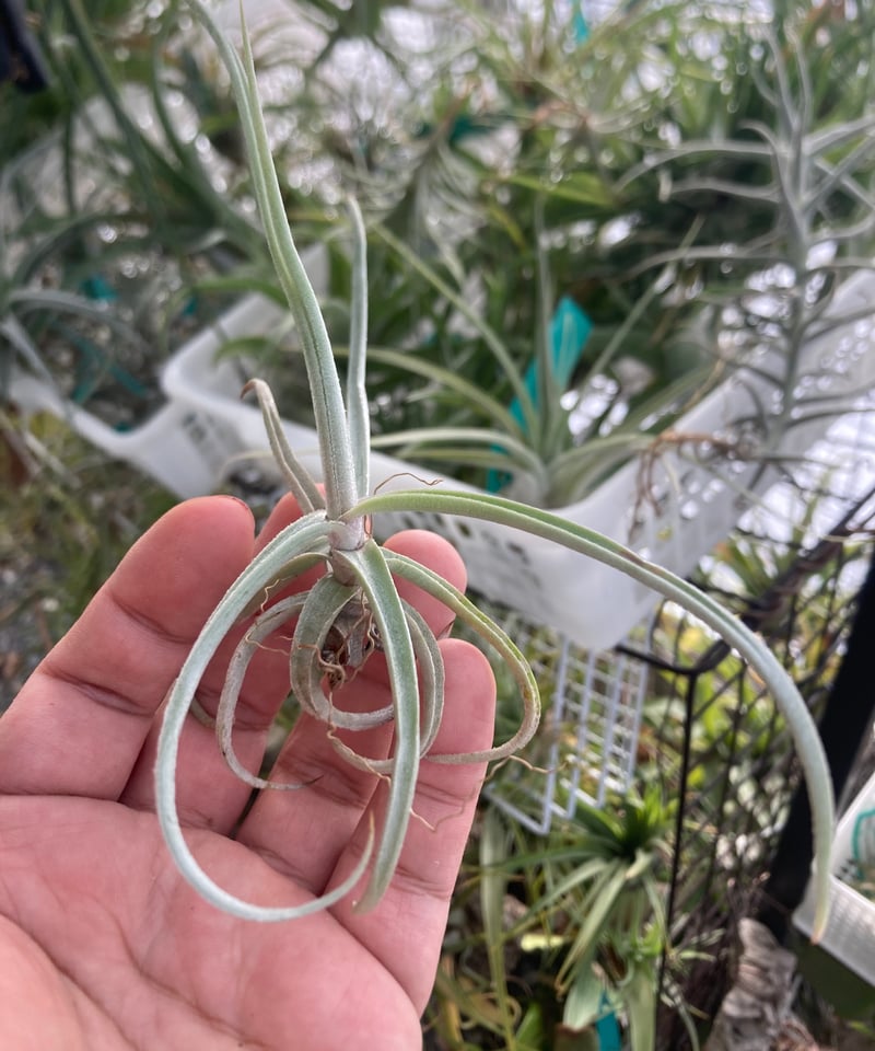 チランジア ドゥラティ 大株 Tillandsia duratii