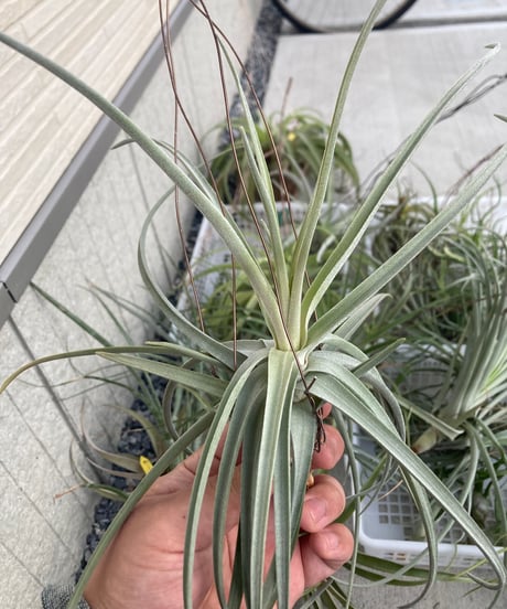 ブロメリア・エアープランツ Tillandsia 'Patricia McKeon from Domingo CATEGORY 交配種 | 【Good Field】エアープランツ専門店