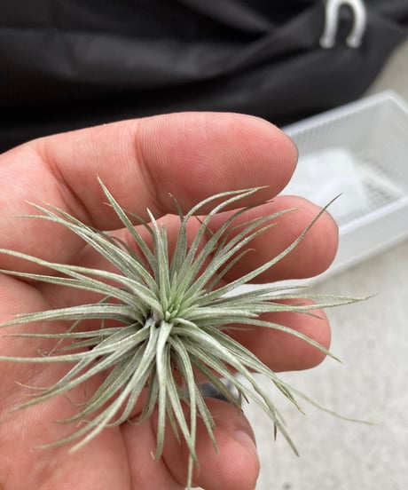 T.fuchsii v.Alemana