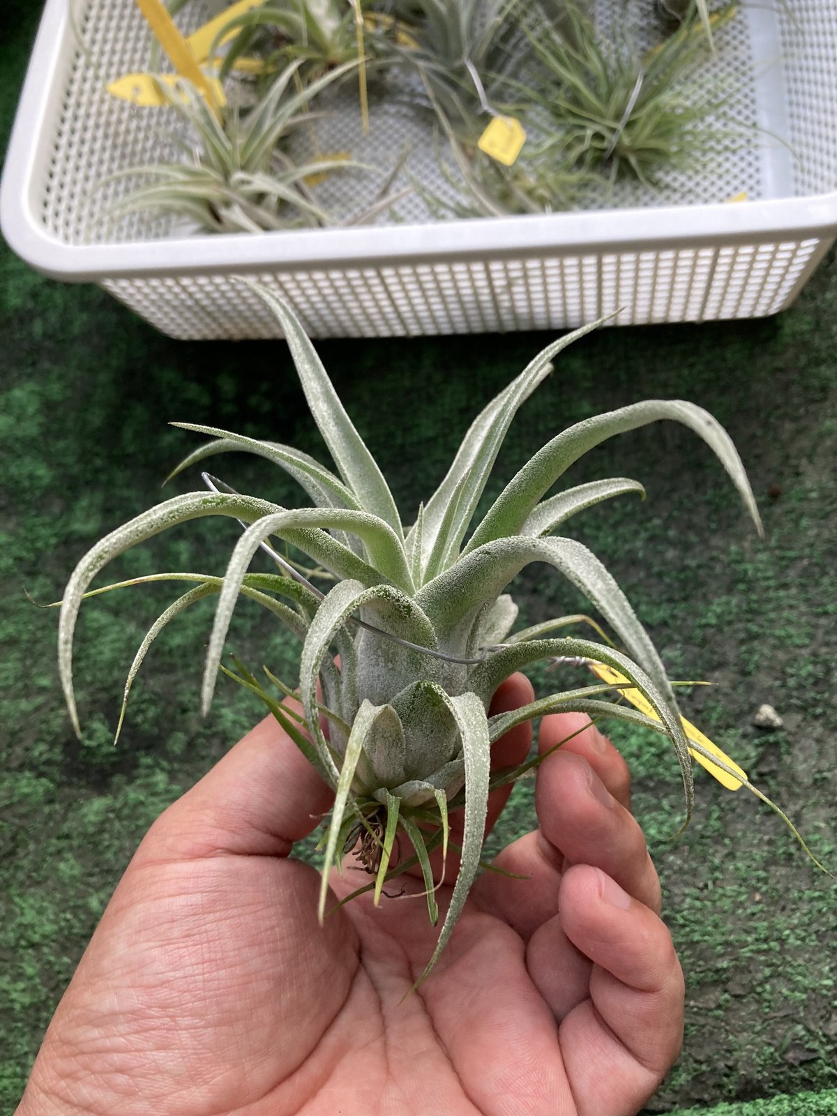 Ꭲ.Bea Correale x Ꭲ.Regal Rene | 【Good Field】エアー