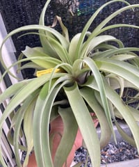 T.Pang Maralyn (xerographica×ionantha) | 【Good