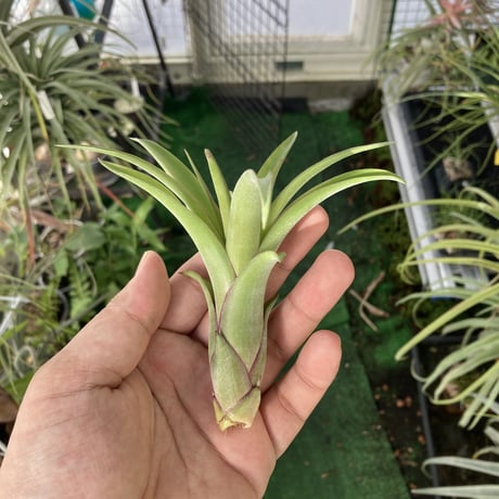 チランジア交配種 | STORES