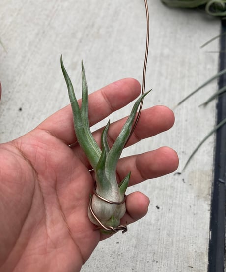 CATEGORY Tillandsia | 【Good Field】エアープランツ専門店
