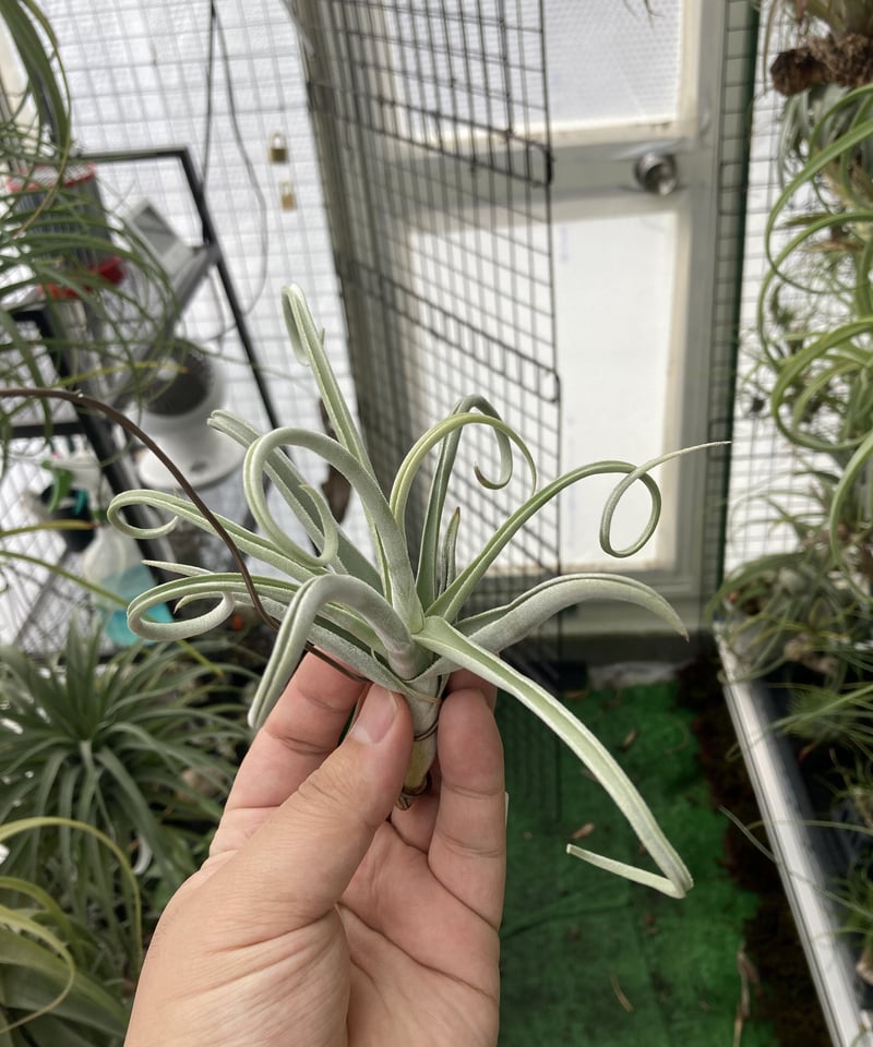 T.duratii thick leaf | 【Good Field】エアープランツ専門店