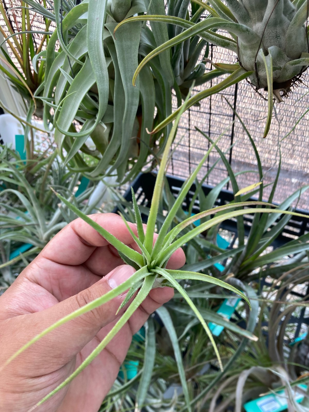 Ꭲ.Xianxi Treasure (ionantha green × streptophyl