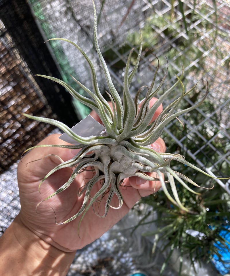 エアプランツTy (T. ehlersiana X T. bulbosa)