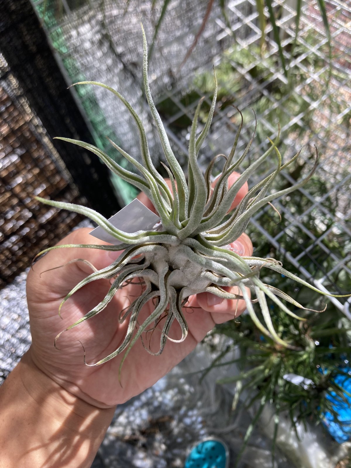 ブロメリア・エアープランツ T. Ty(ehlersiana x bulbosa) Ty