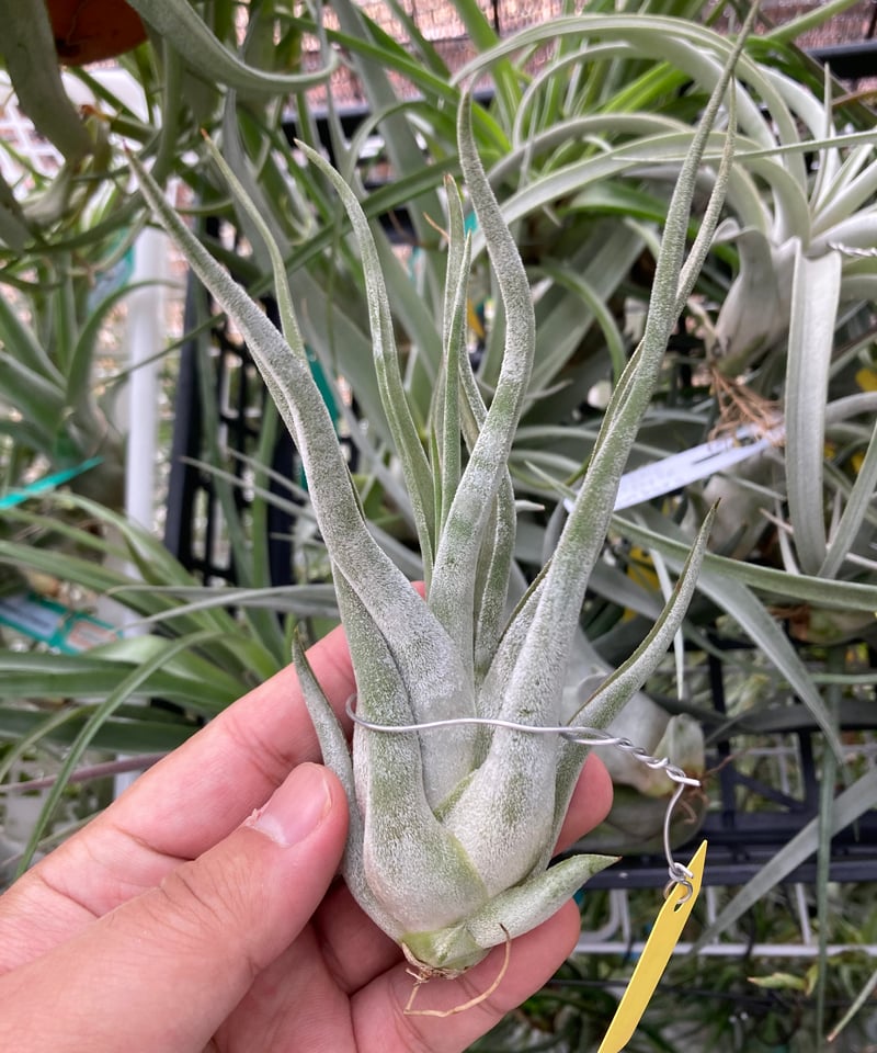 ブロメリア・エアープランツ T.caput-medusae 'Sonoran ' x T.'BC' 楽天市場】(現品) チランジア 交配種(BC × カプトメデューサ