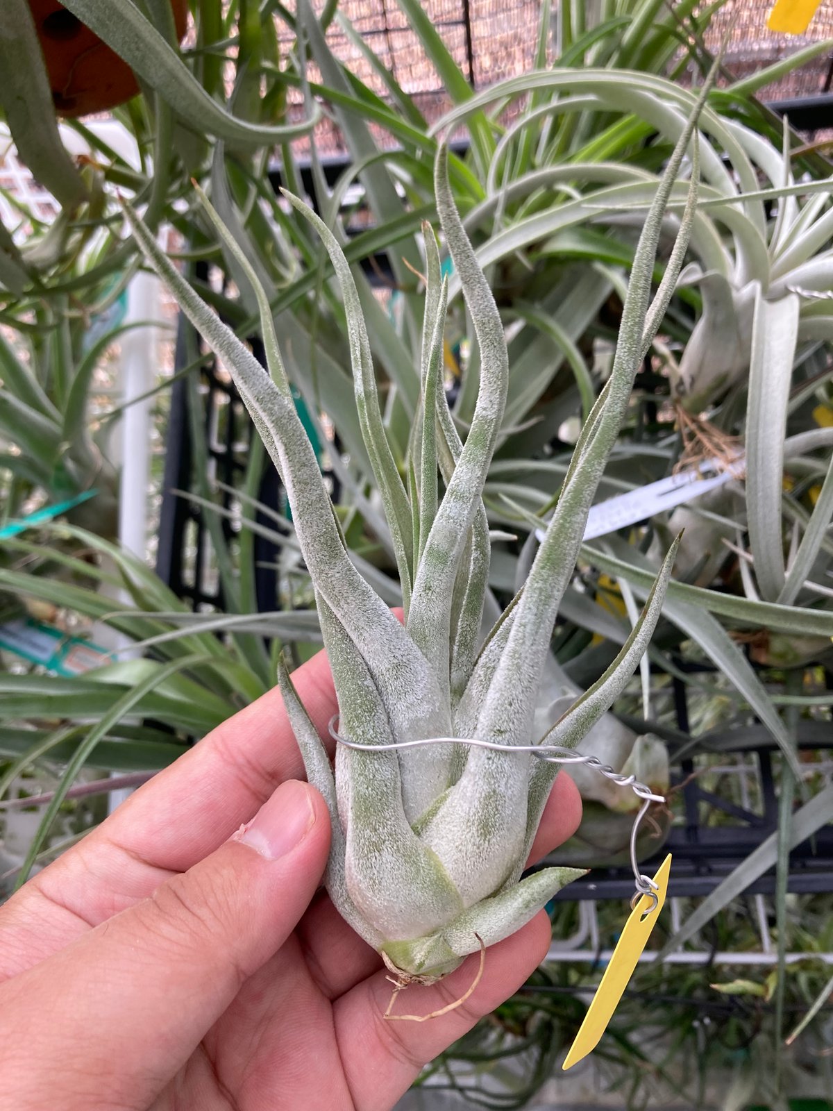 s*r様 T.caput-medusae 'Sonoran ' x T. CYC Tillandsia Hybrids - T. streptophylla Mexico x caput