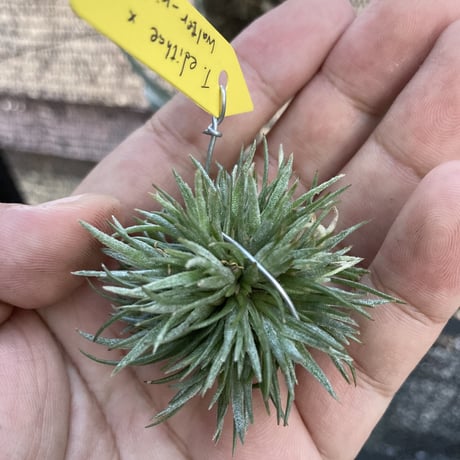 STORES エアープランツの検索結果