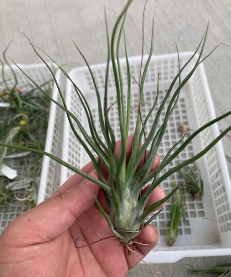 ブロメリア・エアープランツ Tillandsia 'Patricia McKeon from Domingo CATEGORY 交配種 | 【Good Field】エアープランツ専門店